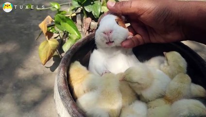Guinea Pig Love Cute Baby Chicken - Funny Baby chicks --parrot tushar