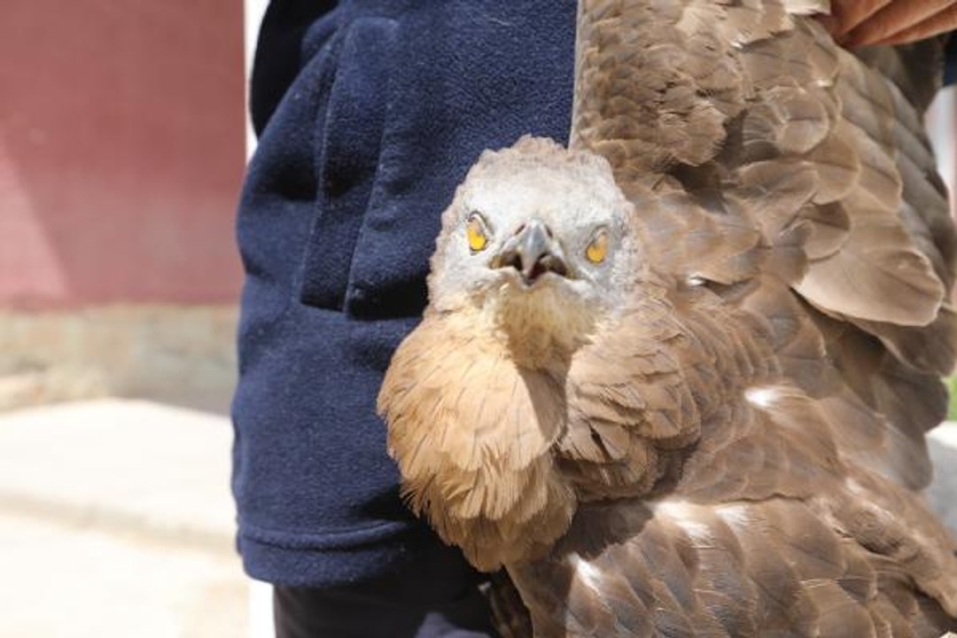 TEMİZLİK GÖREVLİSİNİN BULDUĞU KANADI KIRIK ŞAHİN TEDAVİYE ALINDI