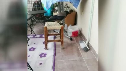 Son dakika haberi: Karganın balkondaki yumurtaları alıp kaçması kameraya yansıdı