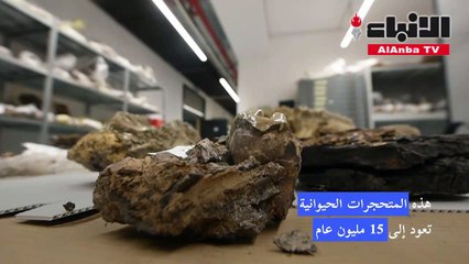 العثور على متحجرات حيوانات تعود إلى 15 مليون عام في كرواتيا