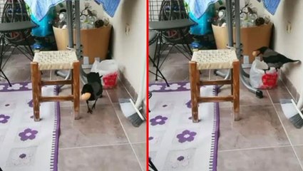 Hırsız karga ev sahibinin ruhu bile duymadan balkondaki yumurtaları çaldı