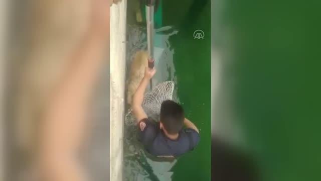 KAHRAMANMARAŞ - Sulama kanalına düşen köpeği itfaiye ekipleri kurtardı