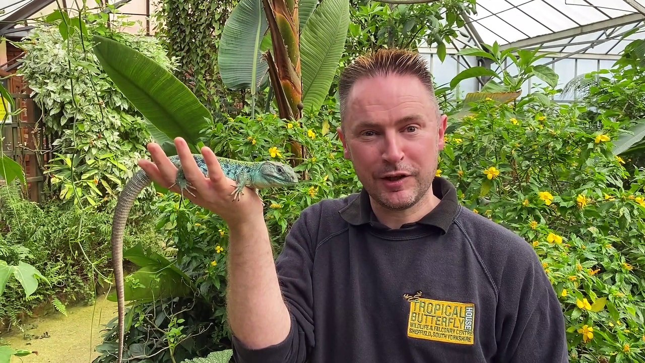 Tropical Butterfly House, North Anston, Sheffield. video Dailymotion