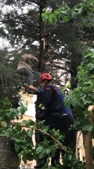 Son dakika! BUDAMAK İÇİN ÇIKTIĞI AĞAÇTA FENALAŞTI, İTFAİYECİLER KURTARDI