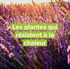 Les plantes qui résistent à la chaleur