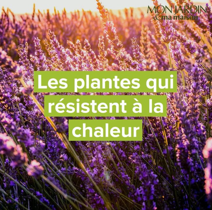 Les plantes qui résistent à la chaleur