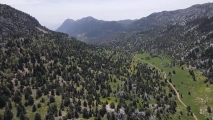 (DRONE) Kaybolan koyunları arayan 5 kişi kayalıktan düşerek yaralandı