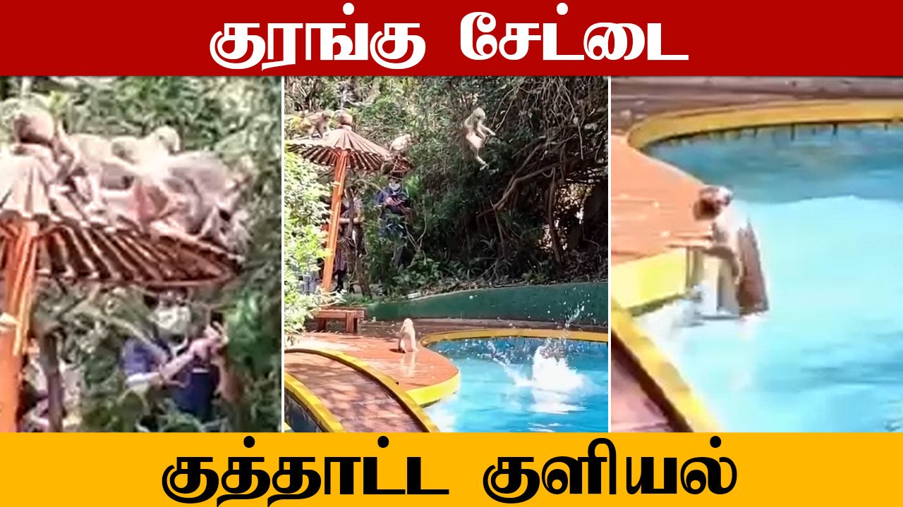 நீச்சல் குளத்தில் குத்தாட்டம் போட்ட குரங்குகள் | யானைகளின் நெகிழ்ச்சி சம்பவம் | Oneindia Tamil