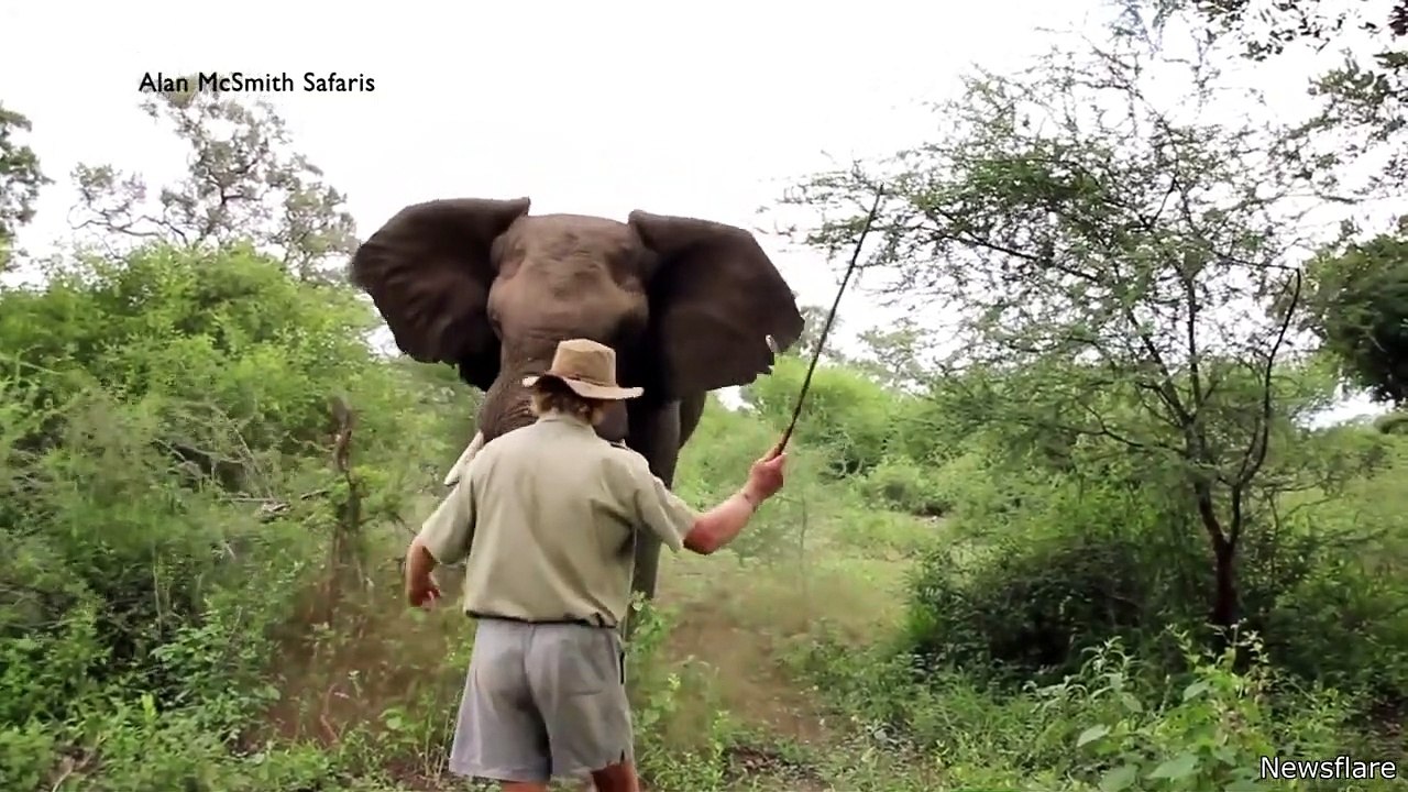 Man Scares Away Charging Elephant