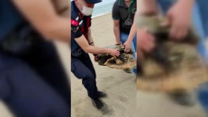 Yaralı caretta caretta tedavi altına alındı