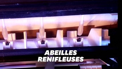 Скачать видео: Àprès les chiens renifleurs de Covid, ces chercheurs veulent entraîner... des abeilles