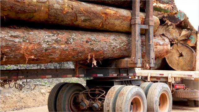 The Amazon Rainforest Is Now Releasing More Carbon Pollution Than It Absorbs