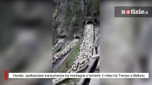 Veneto, spettacolare transumanza tra montagne e tornanti: il video tra Treviso e Belluno