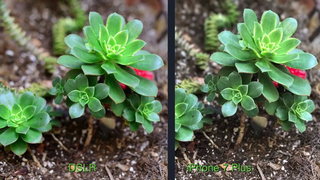 Smartphone vs DSLR para fotografía, ¿qué apuesta es mejor si tenemos 500 € de presupuesto_