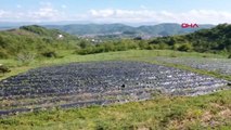 ZONGULDAK OSMANLI ÇİLEĞİ, HASAT İÇİN GÜN SAYIYOR