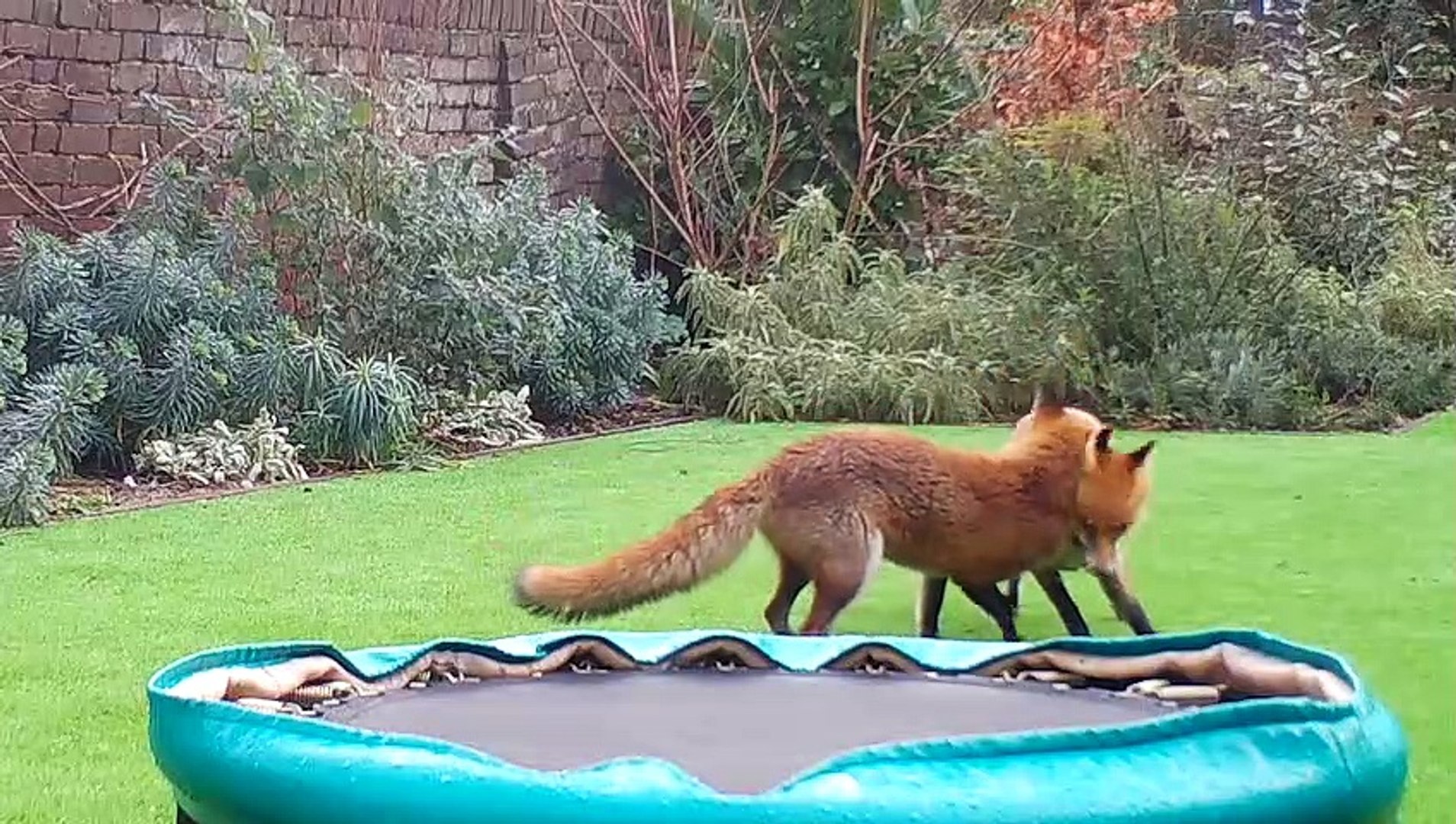 ⁣Couple of Foxes Having Fun