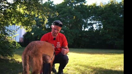 BELGIAN MALINOIS LEFT IN A UHAUL GETS A FRESH START!