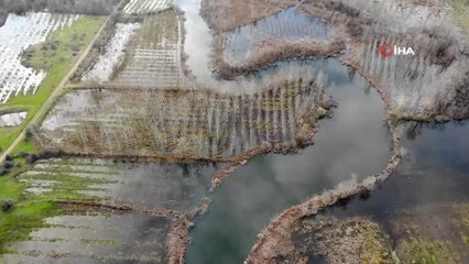 Dünya'da ikinci, Türkiye'de ise tek parça halindeki en büyük longoz