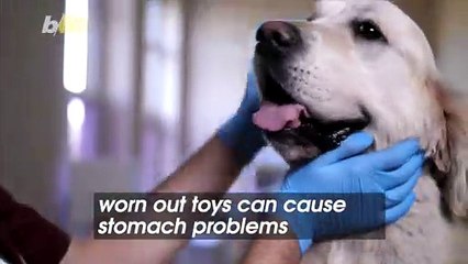 Cleaning and Replacing Your Pet’s Toys is Very Important