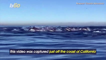 Once in a Lifetime Dolphin ‘Stampede’ Captured on Film