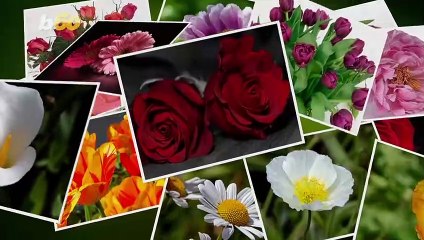 Springtime Means Getting Your Garden Ready! How to do it the Right Way!