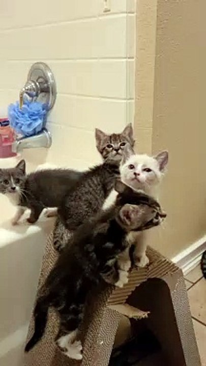 In Sync Foster Kittens