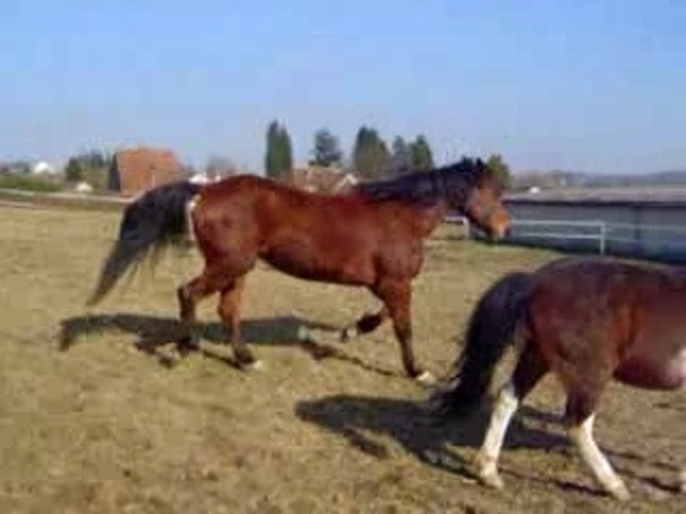 chevaux !!!