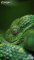 شاهد افظل فيديو عن الافاعي افاعي خطيرة | snake danger