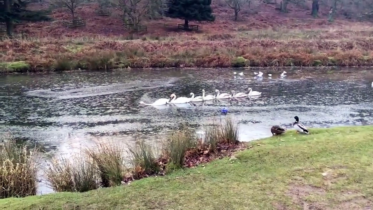 Une famille de cygnes plus efficace qu'un Brise glace