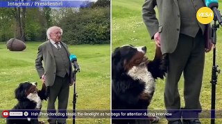 Irish President dog steals the limelight as he begs for attention during interview