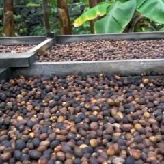 Finca La Laja, uno de los hogares del Café de Agaete