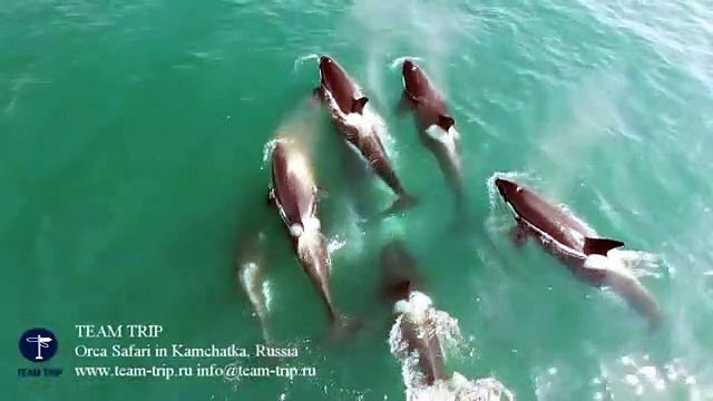 Balina yiyen katil balinalar!