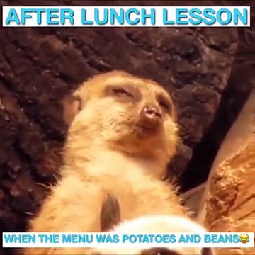 Animals showing how students behave during after noon classes