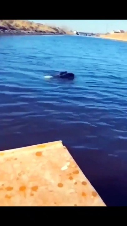 Yırtıcı kuş ile balıkçının kavgası