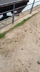 Ducklings Take a Tumble