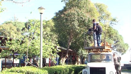 Беслан Эшба приостановил обрезку деревьев в Сухуми