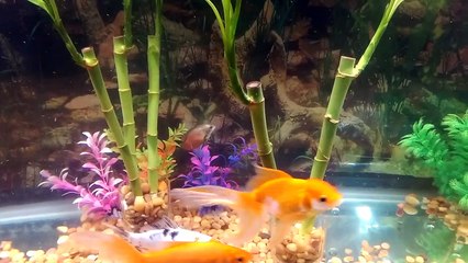 Lucky Bamboos In Fish Tank.