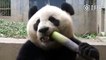 Adorable Giant Panda Eating Bamboo Shoots (True Asmr Video)