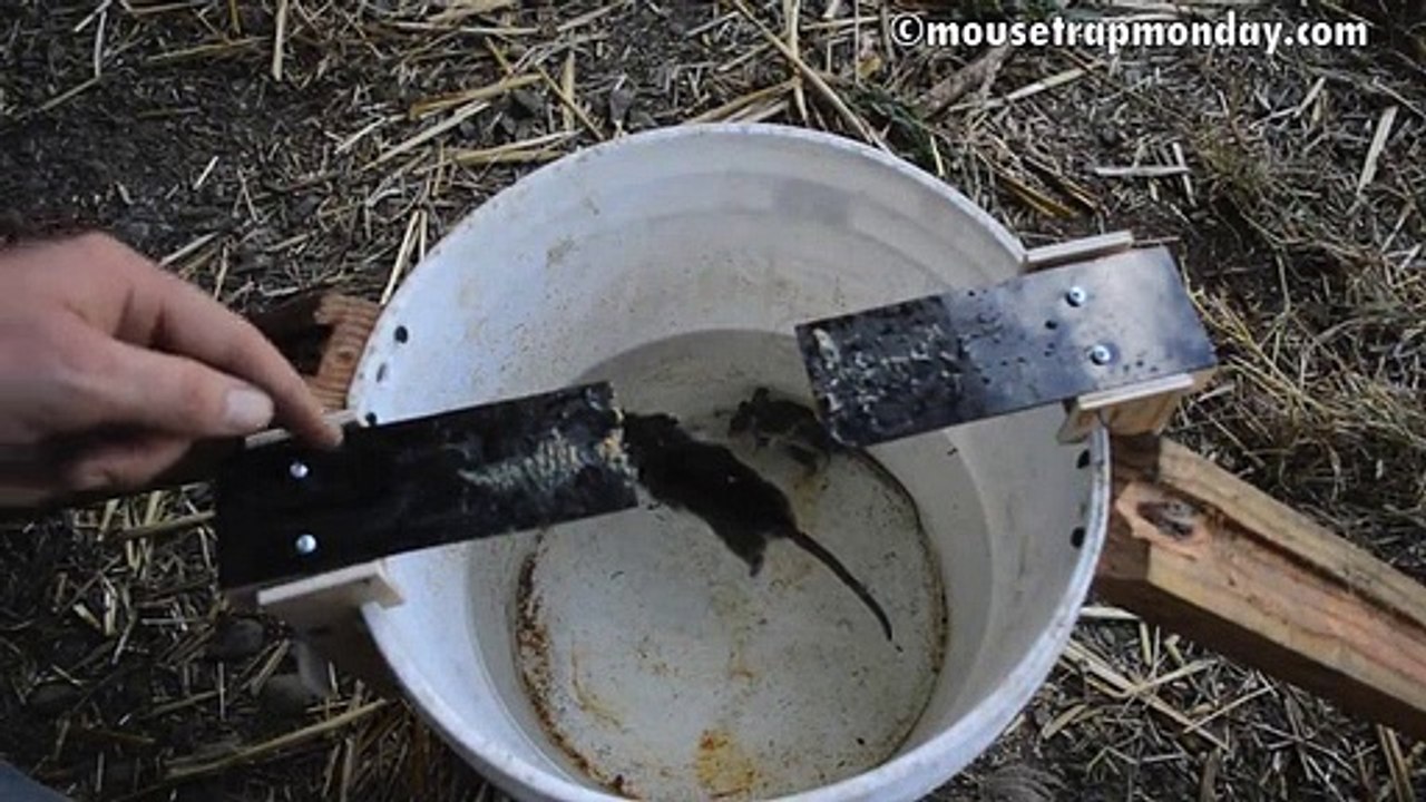 İşte tüm zamanların en etkili fare tuzağı!