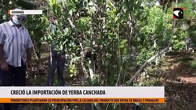 Las importaciones de yerba canchada volvieron a crecer y los productores encendieron una alerta