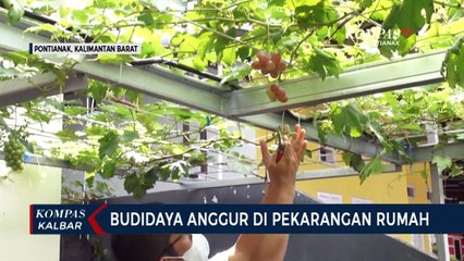 Warga Pontianak Budidayakan Anggur di Pekarangan Rumah