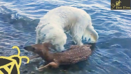 Animals Rescue Other Animals In Need