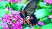 Butterfly facts including butterfly vs moth  Animal Fact Files