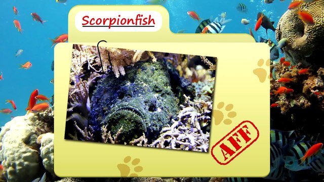 Scorpionfish facts Dangerous Fish of the Ocean Animal Fact Files