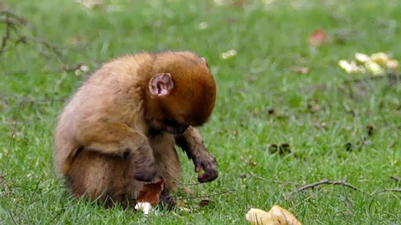 Vídeo  adorável de  animais fofos