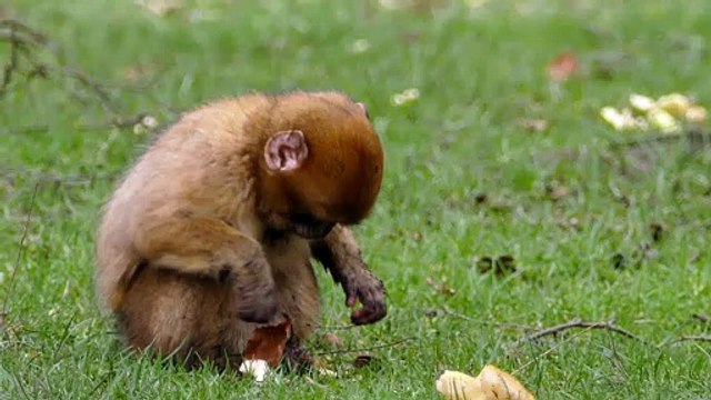 Vídeo adorável de animais fofos
