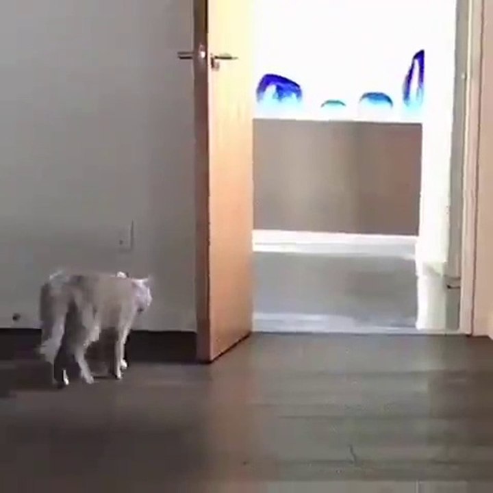 Feisty cat