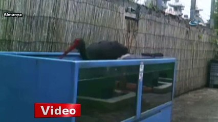 Akvaryumda ziyafet çekti