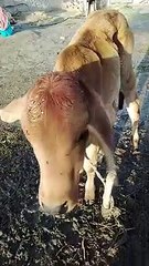 Little baby of Cow