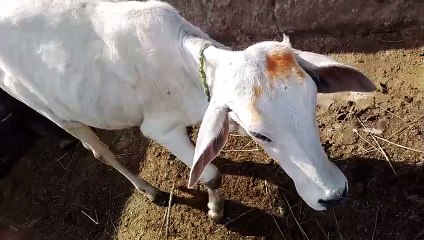 My Cow Elder Baby Amazing Cow
